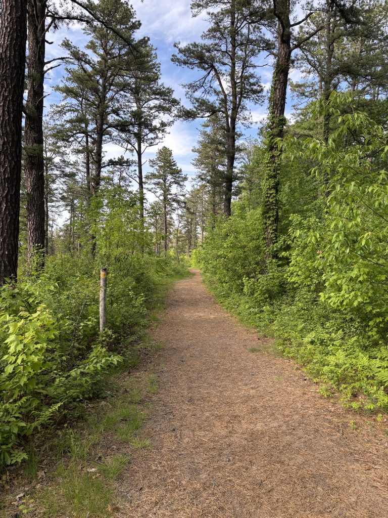 Photo showing the nature of the pitch pine-scrub environment in the Pine Bush Preserve.
