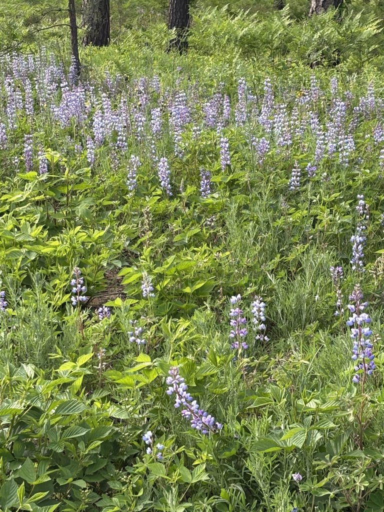 Photos of Wild blue lupine (Lupinus perennis)