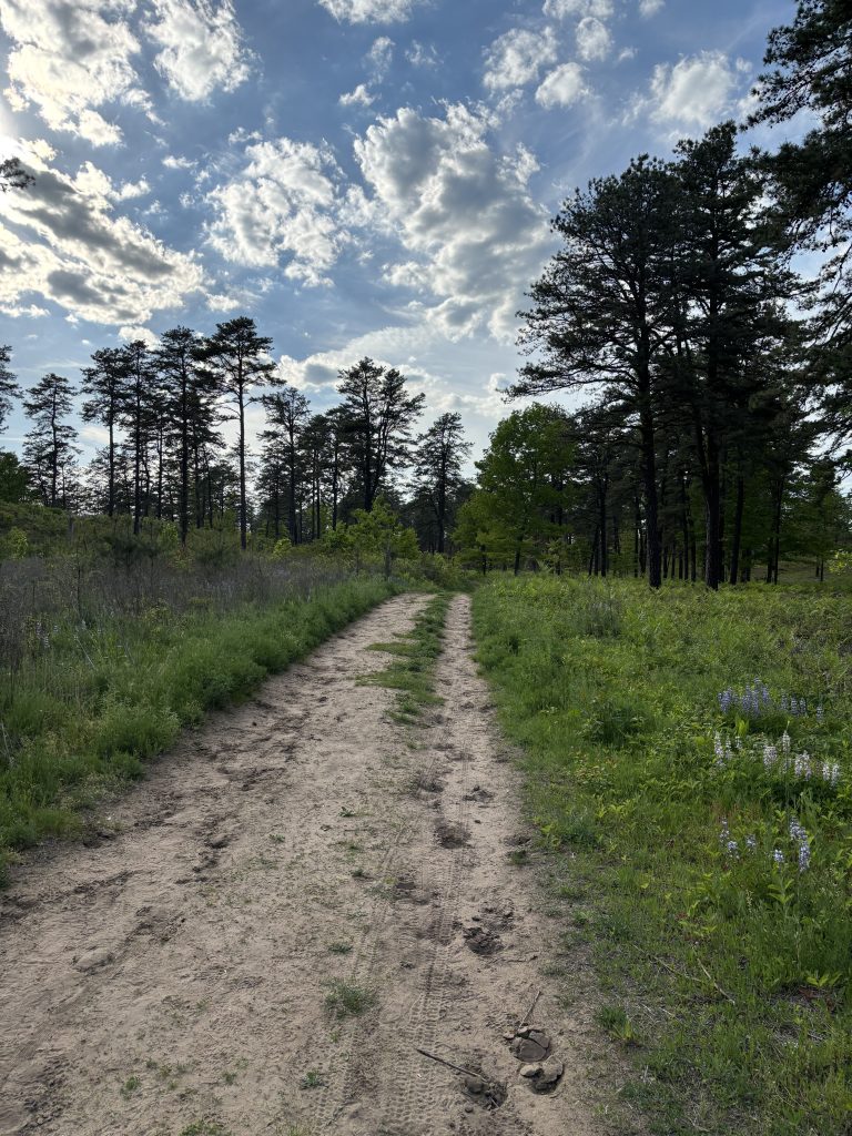 Photo showing the nature of the pitch pine-scrub environment in the Pine Bush Preserve.