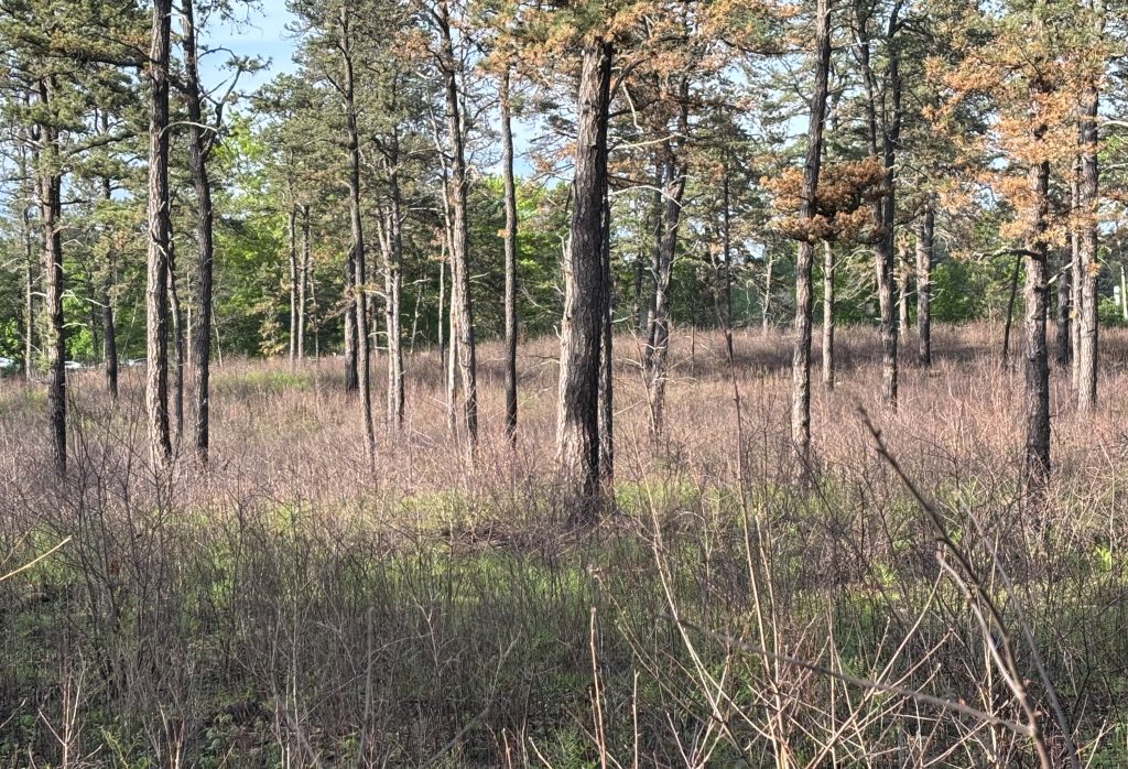 Photo showing the nature of the pitch pine-scrub environment in the Pine Bush Preserve.