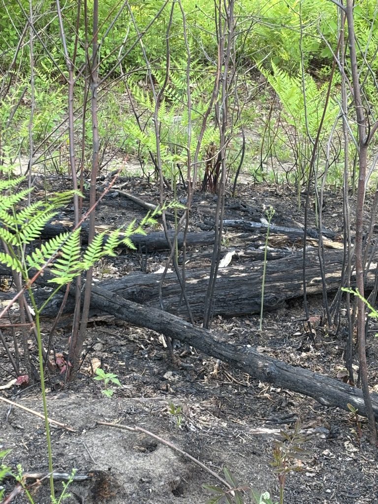 Photo of Albany Pine Bush Preserve controlled burn remnants.
