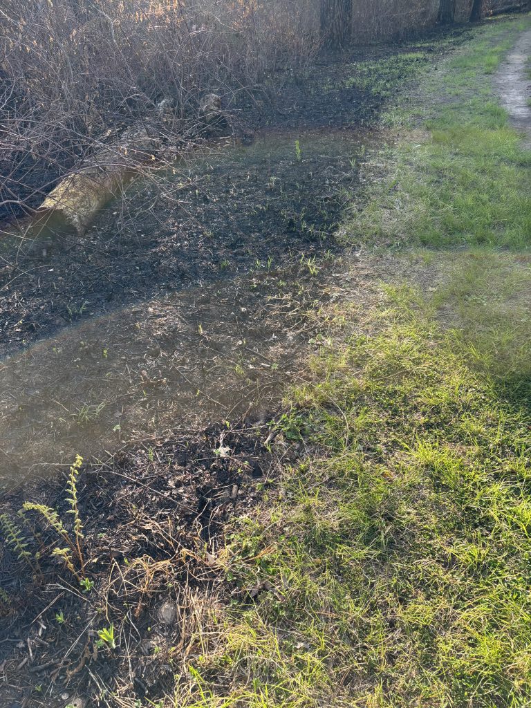 Clean lines of a controlled burn in the Albany Pine Bush Preserve.