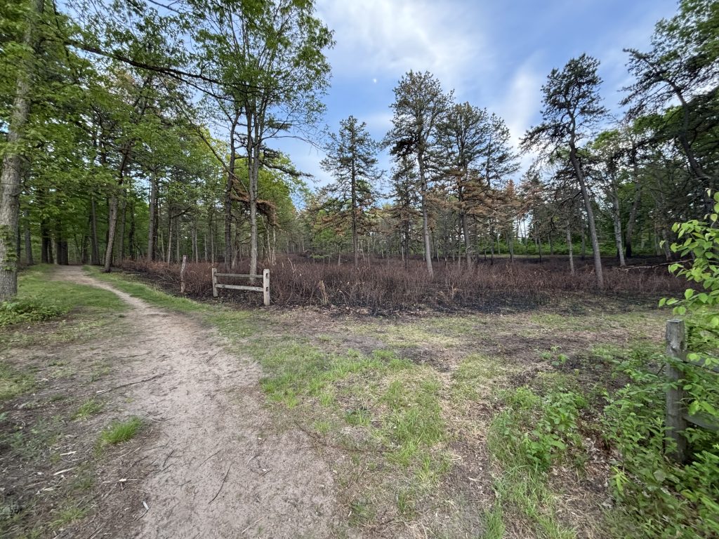Photo of Albany Pine Bush Preserve controlled burn remnants.
