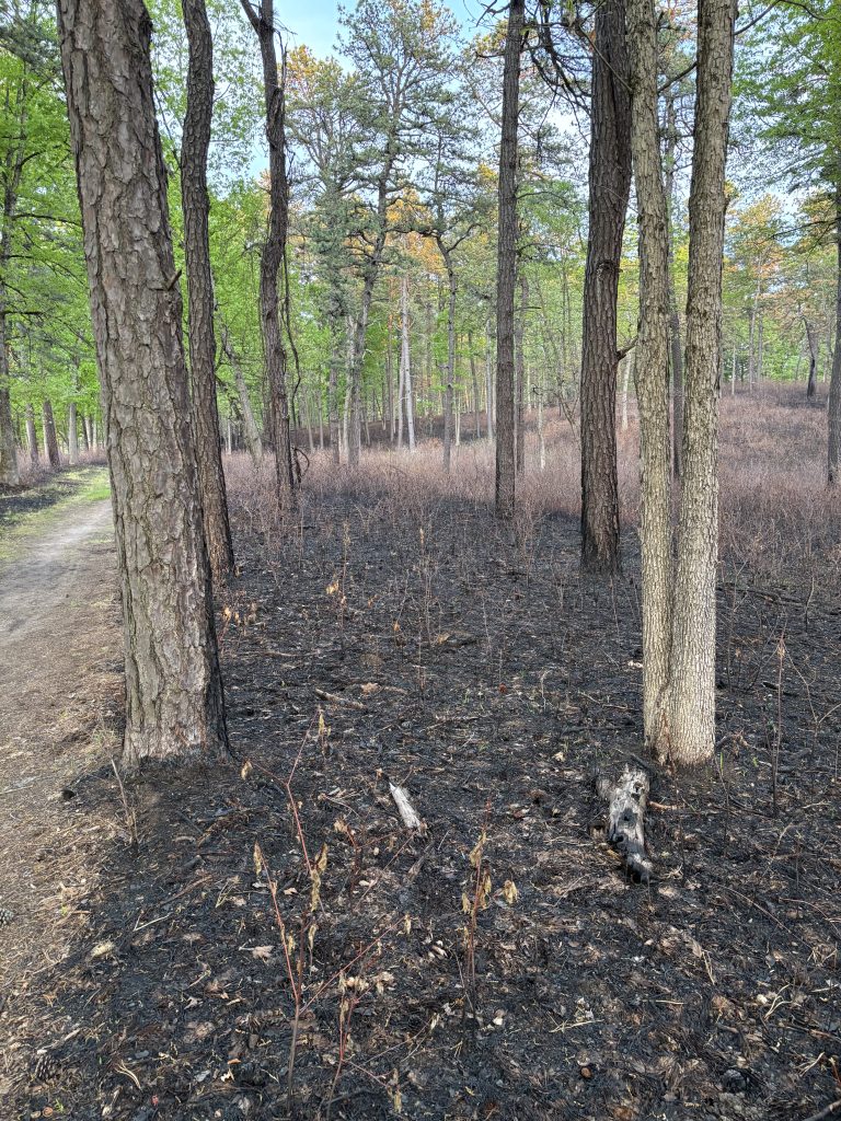 Clean lines of a controlled burn in the Albany Pine Bush Preserve.
