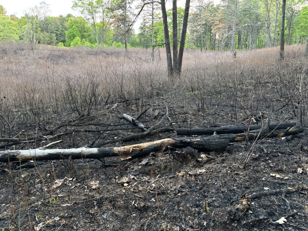 Photo of Albany Pine Bush Preserve controlled burn remnants.