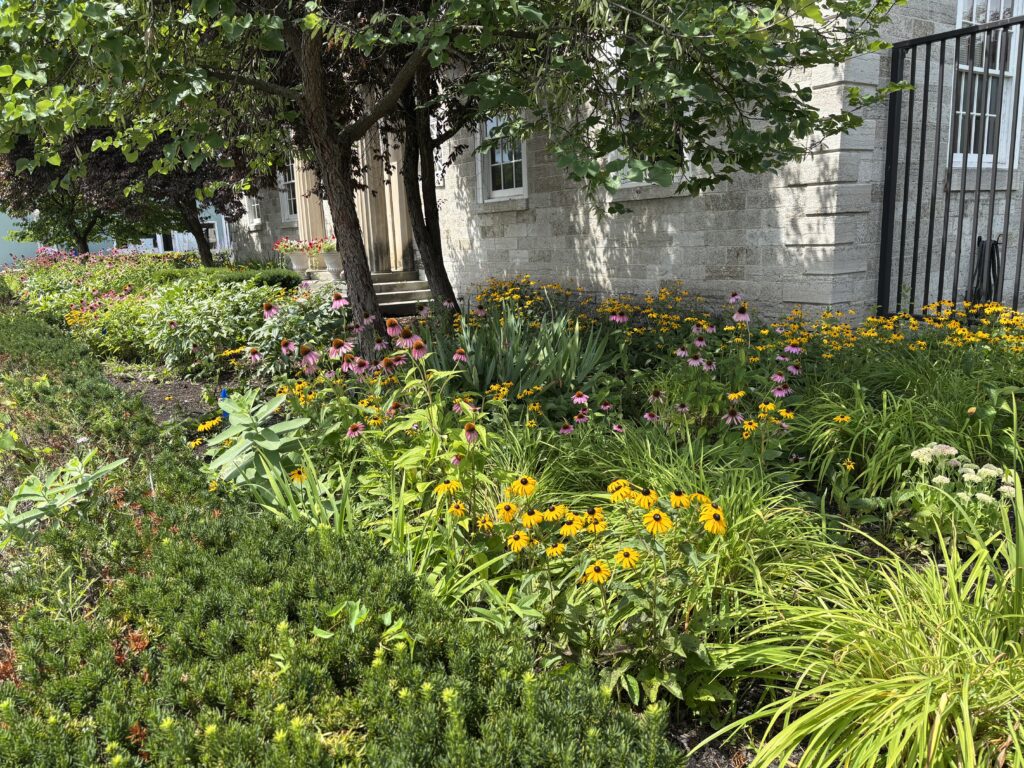 Photo of flowers in a streetside garden.